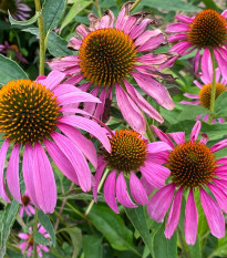 Echinacea Primadonna Deep Rose - Echinacea purpurea - semená - 15 ks