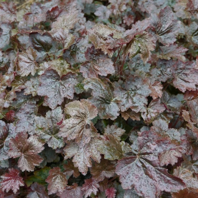 Heuchera Palace Purple - Heuchera - semená - 20 ks