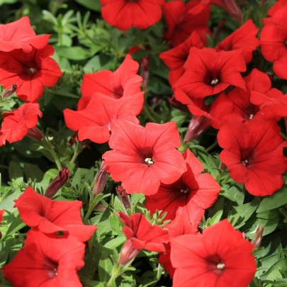 Petúnia Cascadini F1 Red - Petunia x atkinsiana - semená - 15 ks