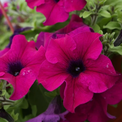 Petúnia Cascadini F1 Purple - Petunia x atkinsiana - semená - 15 ks