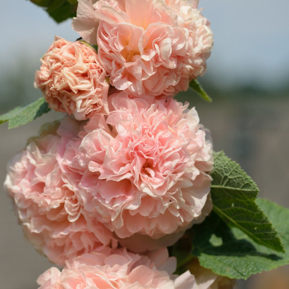Topoľovka oranžová Chaters - Alcea rosea - semená - 7 ks