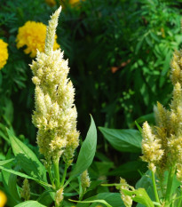 Plamenník klasnatý biely - Celosia spicata - semená - 10 ks