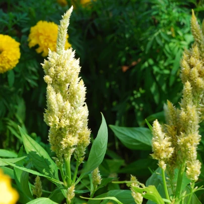 Plamenník klasnatý biely - Celosia spicata - semená - 10 ks