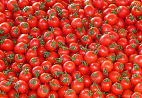Ako sa starať o paradajky, aby bola úroda bohatá?