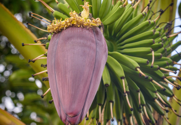 Vedeli ste, že banánovník nie je stromom, ale obrovskou bylinou?