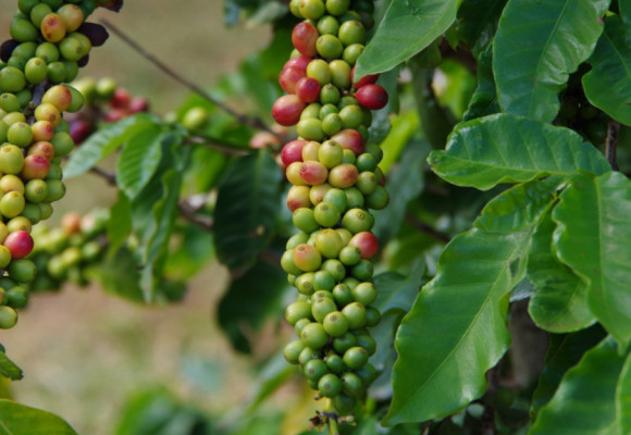 Kávovník arabský možno s úspechom pestovať aj v byte, bude kvitnúť aj plodiť 