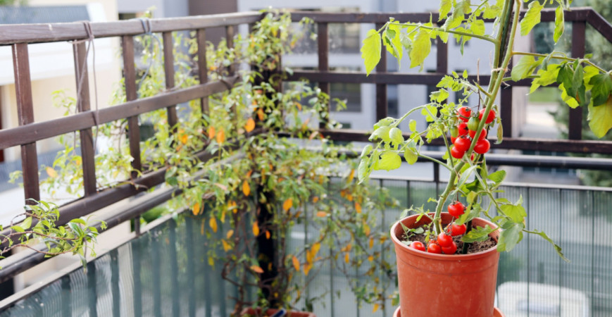 Ako na úspešné pestovanie paradajok na balkóne?