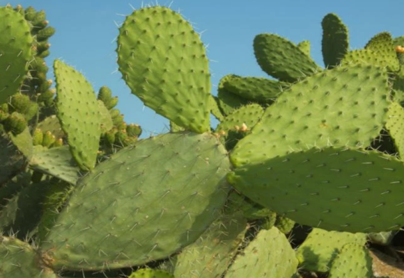 Opuncia, kvitnúci kaktus, ktorý plodí lahodné plody