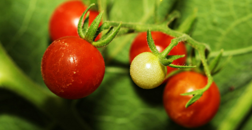 Vysejte divoké paradajky, na pestovanie nie sú náročné, vyžadujú iba dostatok priestoru