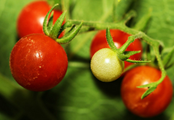 Vysejte divoké paradajky, na pestovanie nie sú náročné, vyžadujú iba dostatok priestoru