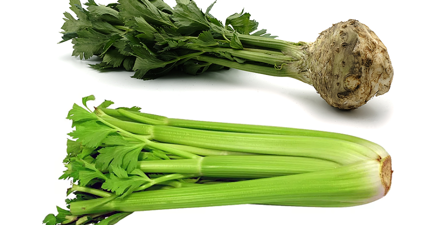 Zdravý, so širokým využitím v kuchyni – to je zeler