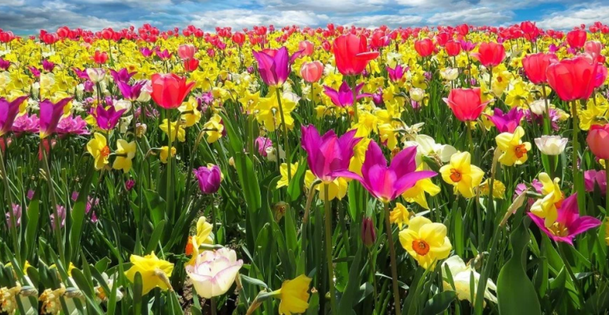 K jari patria kvety tulipánov, narcisov a modríc
