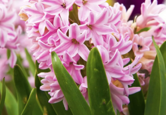 Existuje veľké množstvo jarných kvetín. Ako na pestovanie hyacintov?