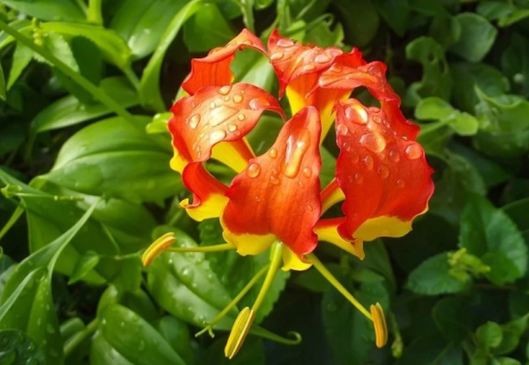 Glorióza – nádherná, vznešená rastlina
