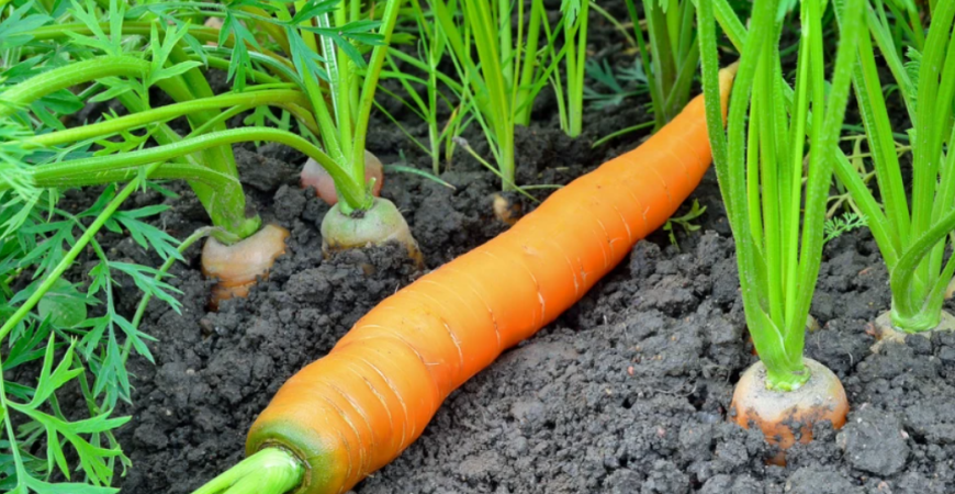 Viete aký je rozdiel medzi karotkou a mrkvou? A ako mrkvu vôbec pestovať?