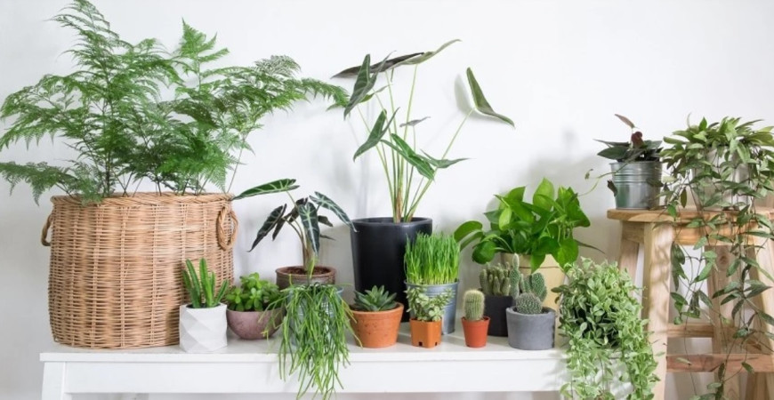 Užitočné vlastnosti izbových rastlín